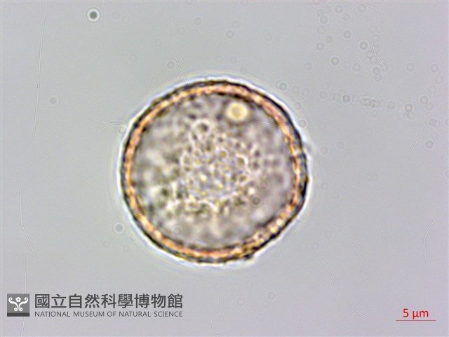 台灣牡丹藤、台灣草牡丹藏品圖，第1張