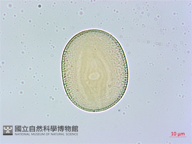 臺灣明萼草藏品圖，第2張