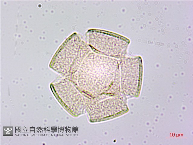 土丁桂藏品圖，第1張