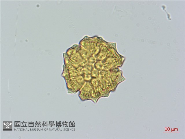 細川氏薊藏品圖，第2張