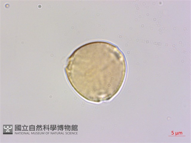 奮起湖黃鱔藤藏品圖，第1張