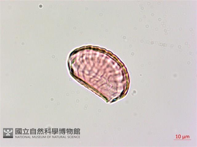 小扁豆藏品圖，第1張