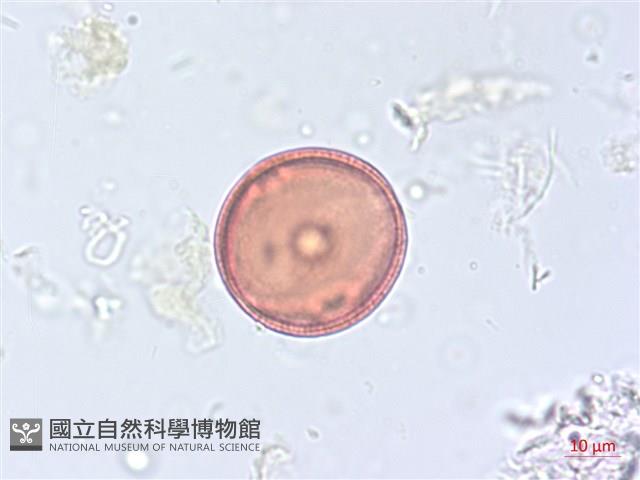 海岸烏蘞莓藏品圖，第1張