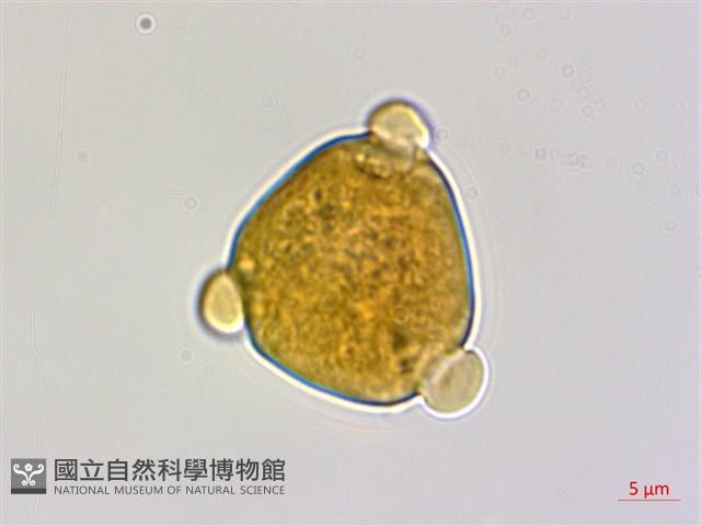 光枝勾兒茶藏品圖，第1張