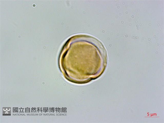 崗柃藏品圖，第1張