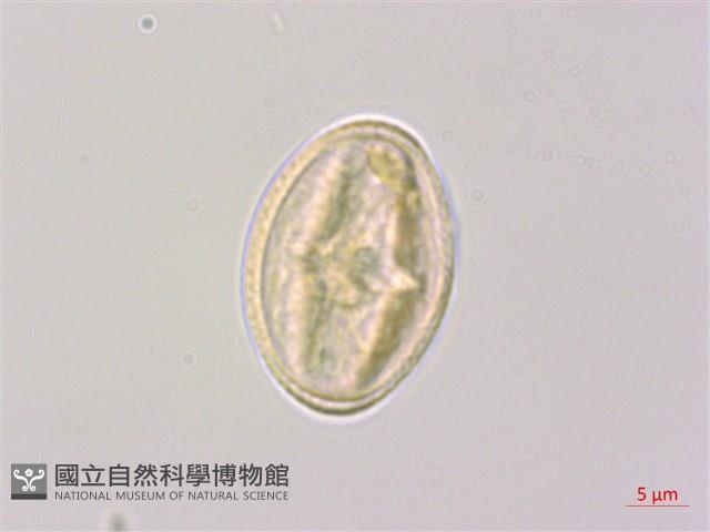 泡花樹藏品圖，第1張