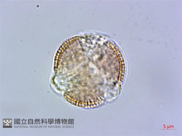 蘿蔔、夢卜藏品圖，第2張