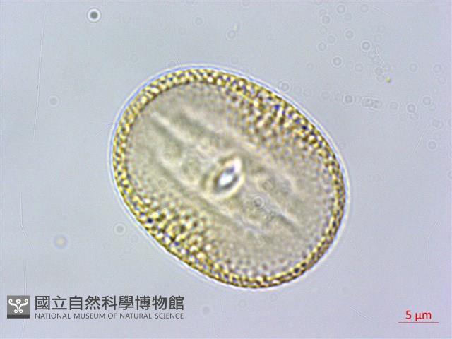 早田氏爵床藏品圖，第1張