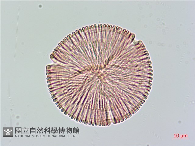 大花曼陀羅藏品圖，第1張