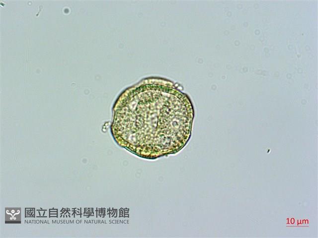 高山無心菜藏品圖，第2張
