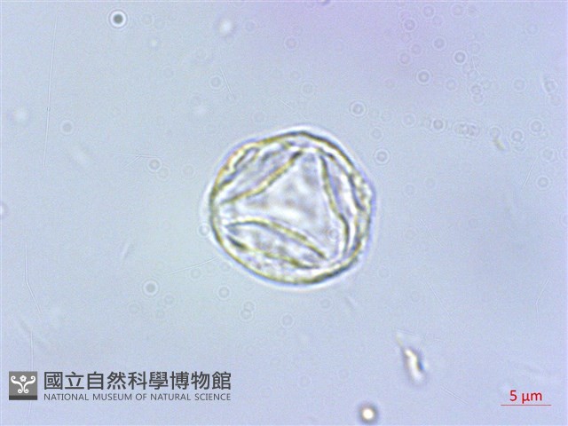 長梗紫麻藏品圖，第1張