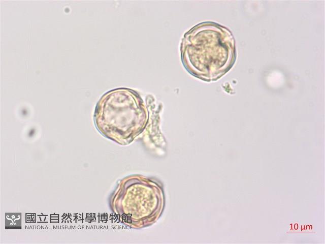 羊不食、毛茄藏品圖，第2張