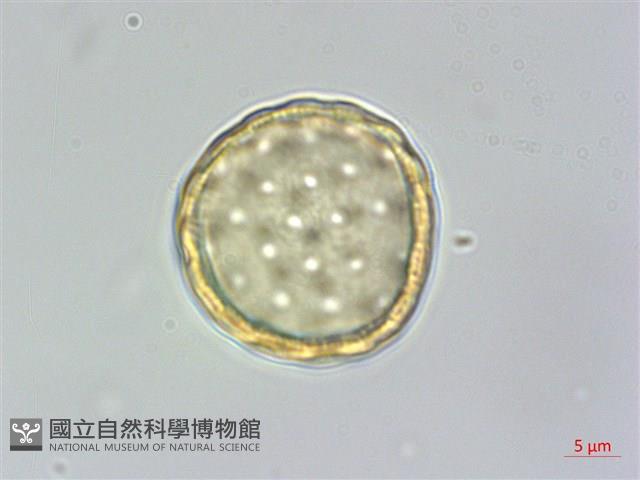 野莧菜藏品圖，第2張