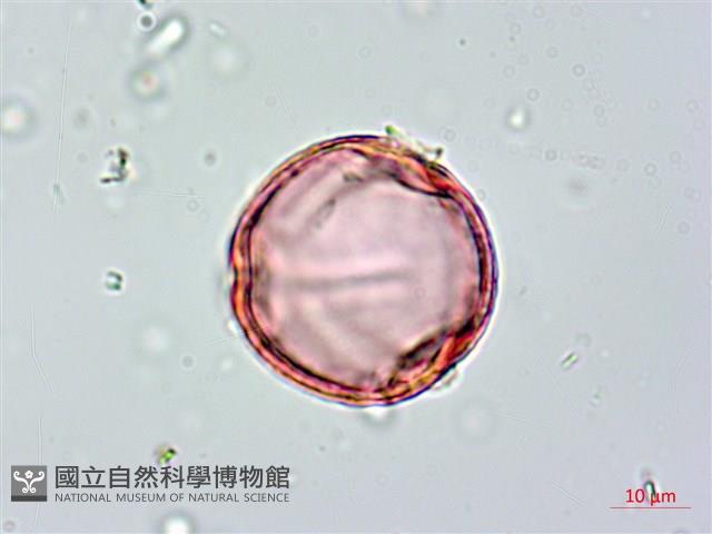 長果月橘藏品圖，第2張