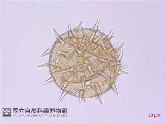 黃槿藏品圖，第2張