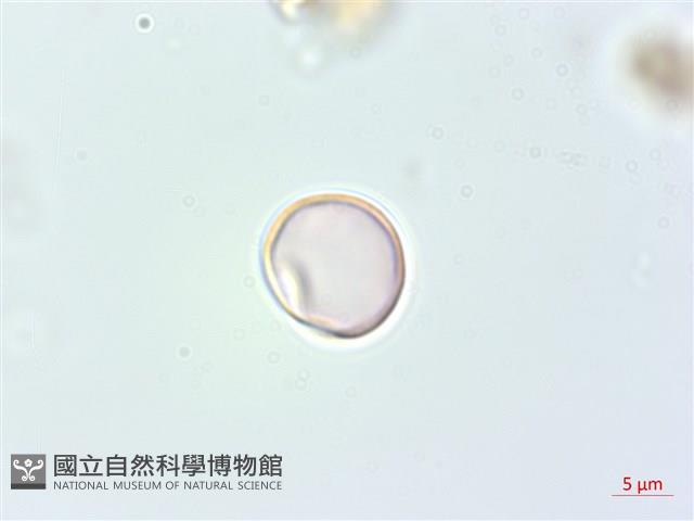 落尾麻藏品圖，第2張