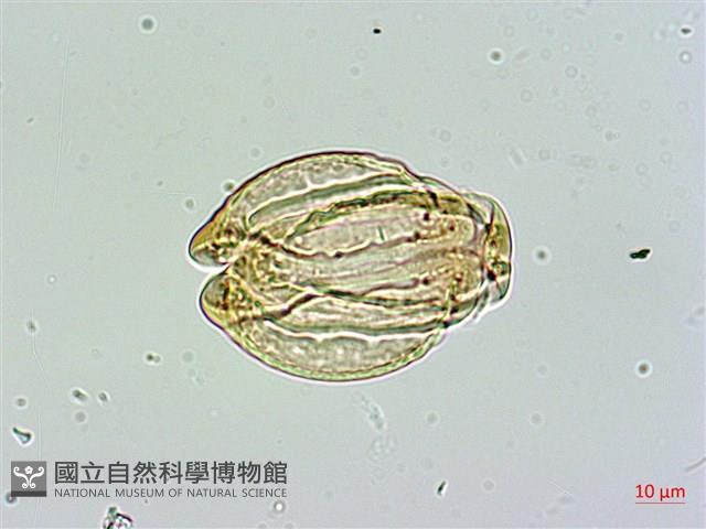 棋盤腳樹藏品圖，第1張