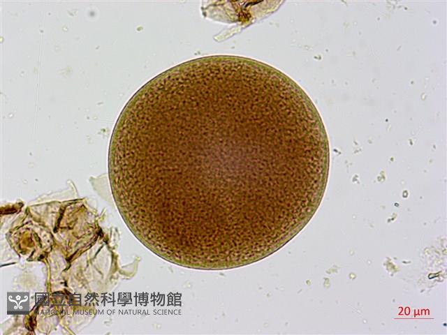 葛瑪蘭芭蕉藏品圖，第1張