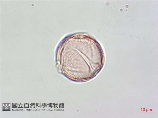 黑果馬交兒藏品圖，第2張