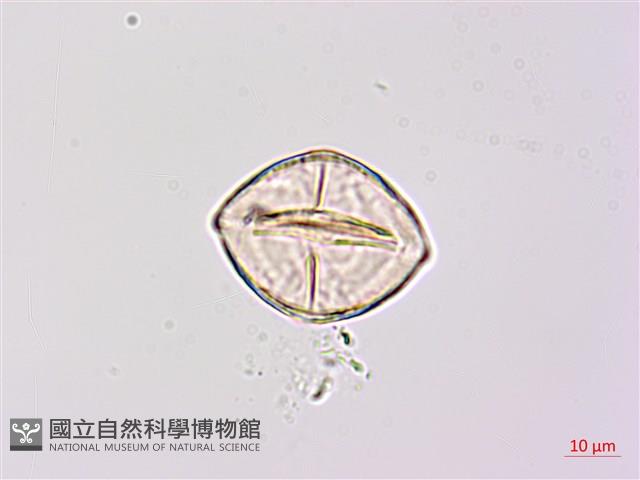 紫苜蓿藏品圖，第1張