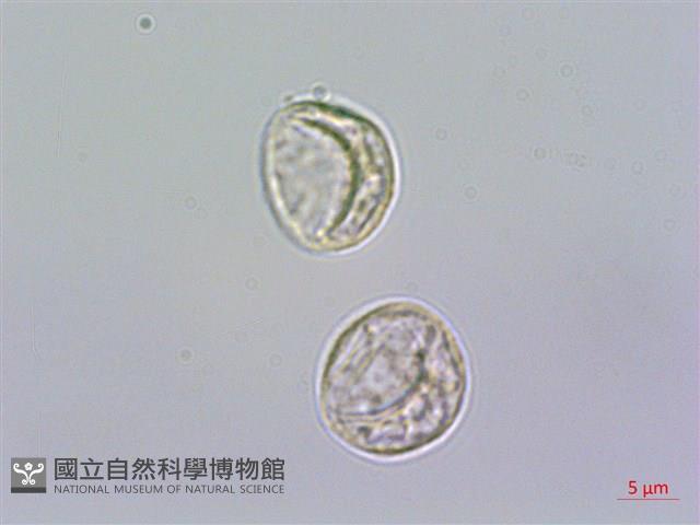 糯米團藏品圖，第1張