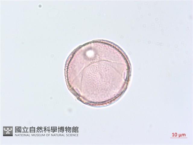 海岸烏蘞莓藏品圖，第1張