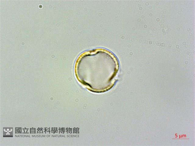 尖舌草、全唇尖舌苣苔藏品圖，第1張
