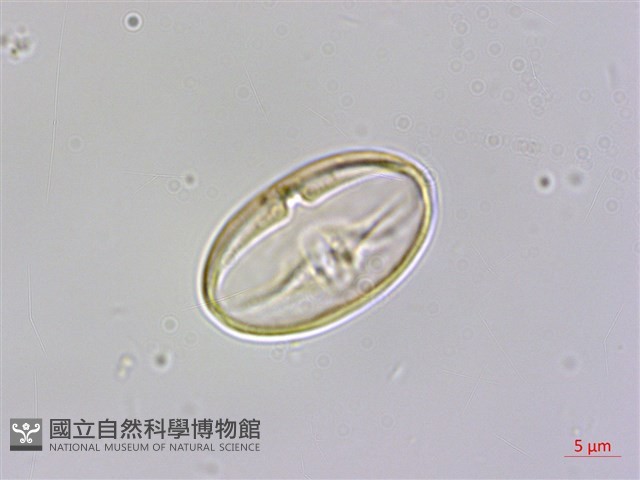 溪頭秋海棠藏品圖，第1張