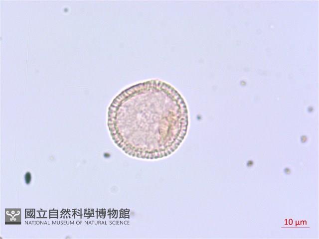 芫花藏品圖，第1張