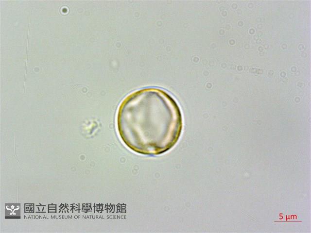 旋莢木、錐序蛛毛苣苔藏品圖，第1張