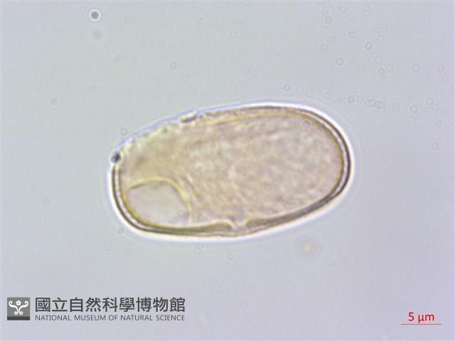 白苞芹藏品圖，第1張
