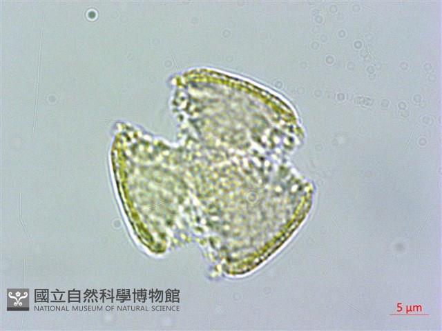 串鼻龍藏品圖，第2張