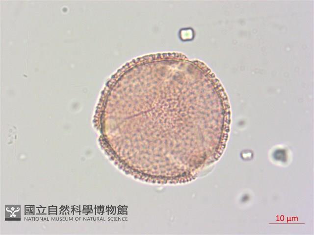 梧桐藏品圖，第2張