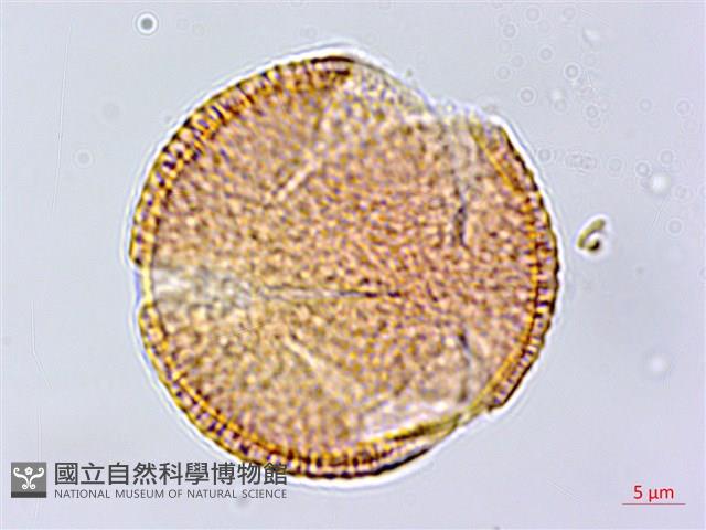 蘭嶼土沉香藏品圖，第1張