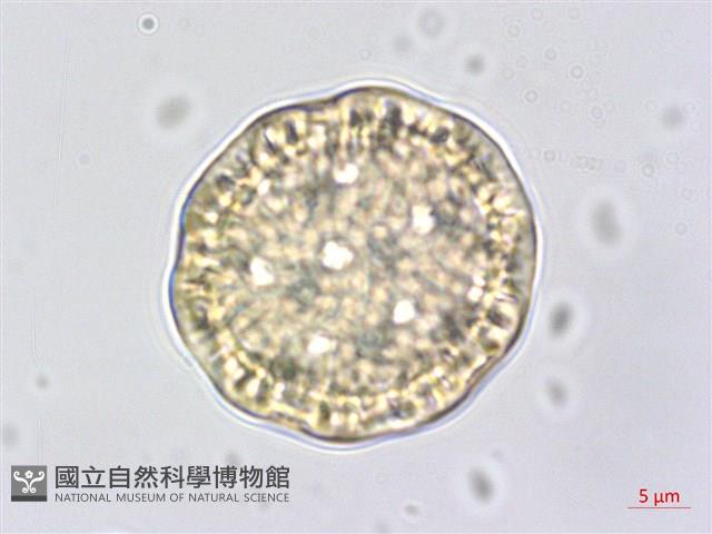 登錄號:S062476藏品圖，第2張