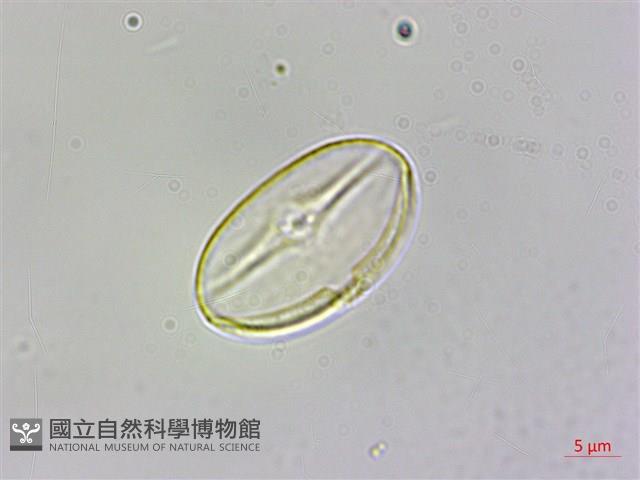 裂葉秋海棠藏品圖，第1張