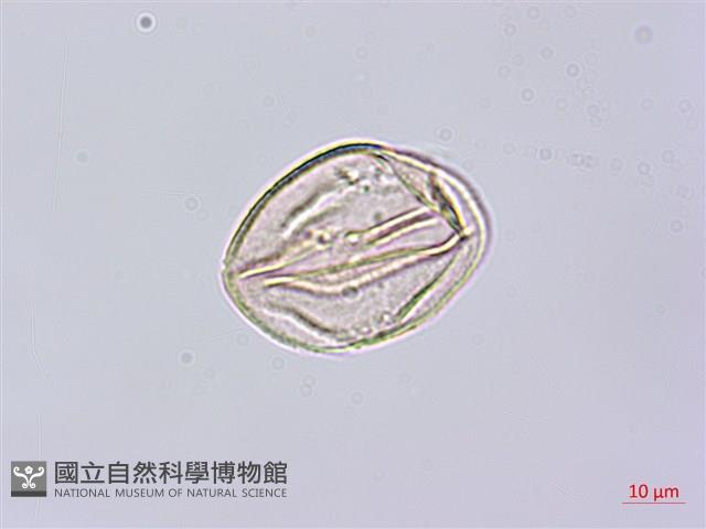 鴉頭梨藏品圖，第1張
