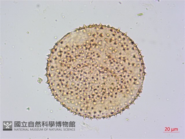 蓮葉桐藏品圖，第1張