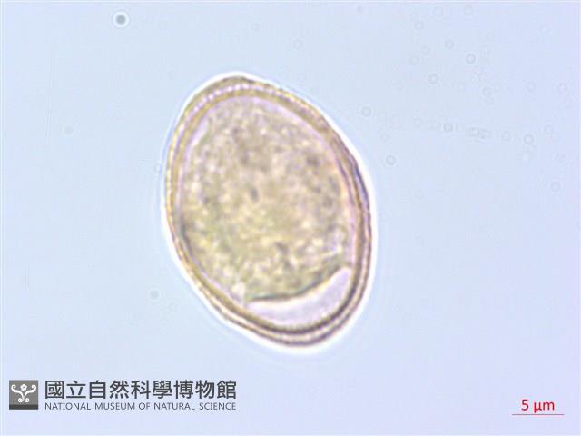 日本當歸、大和當歸藏品圖，第1張
