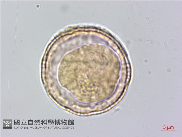 巴氏鐵線蓮藏品圖，第1張