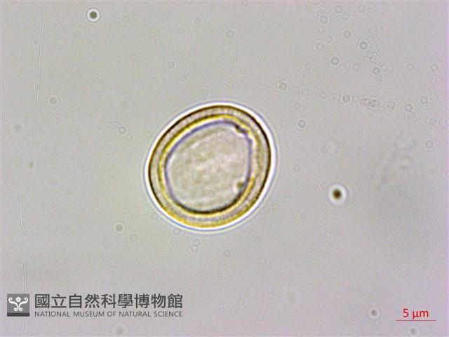 大穗石菖蒲藏品圖，第1張