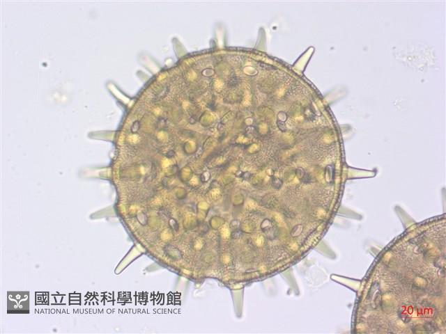 山芙蓉、臺灣山芙蓉、狗頭芙蓉藏品圖，第1張