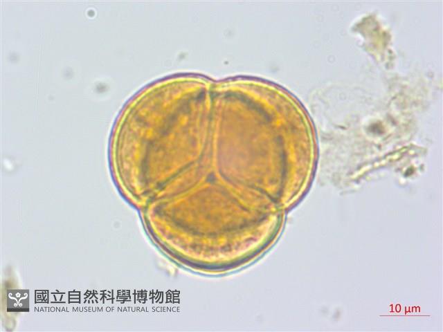 日本鹿蹄草藏品圖，第1張