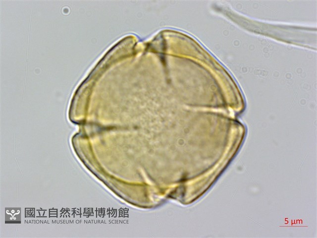 穗花樹蘭藏品圖，第1張