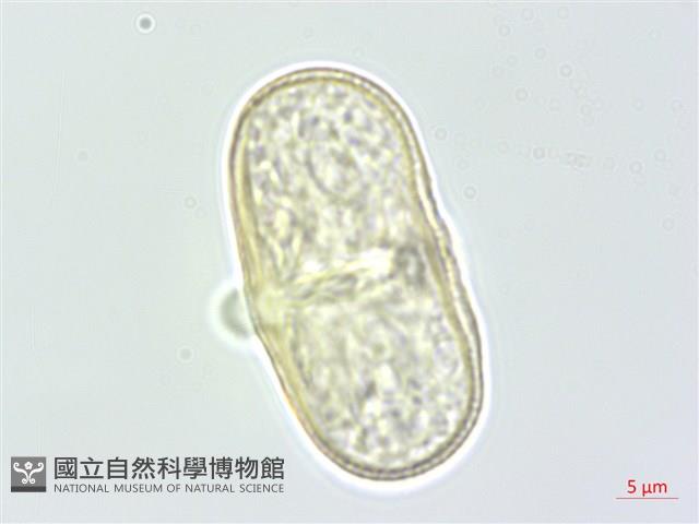 朝鮮當歸藏品圖，第1張