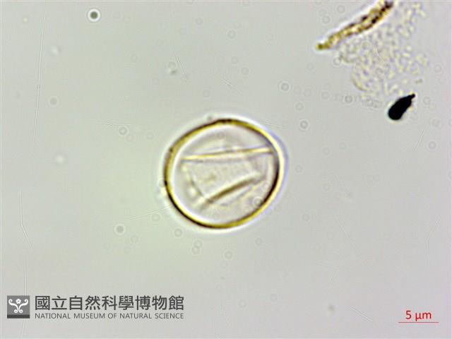 蠍子草藏品圖，第1張