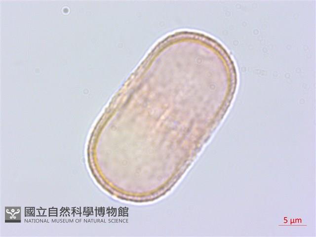 萵木藏品圖，第1張