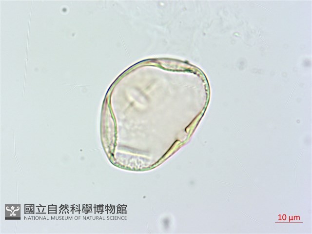 狗尾草藏品圖，第2張