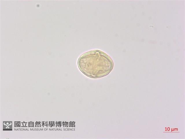 北柴胡藏品圖，第1張