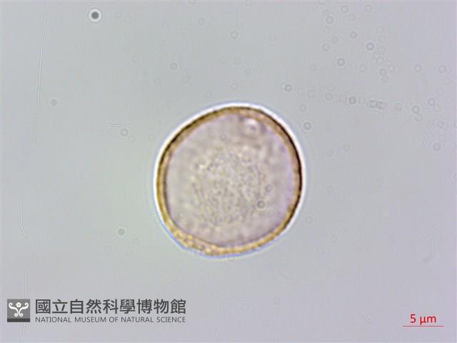 銳葉山黃麻藏品圖，第1張